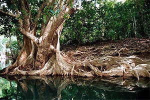 palétuvier dans mangrove